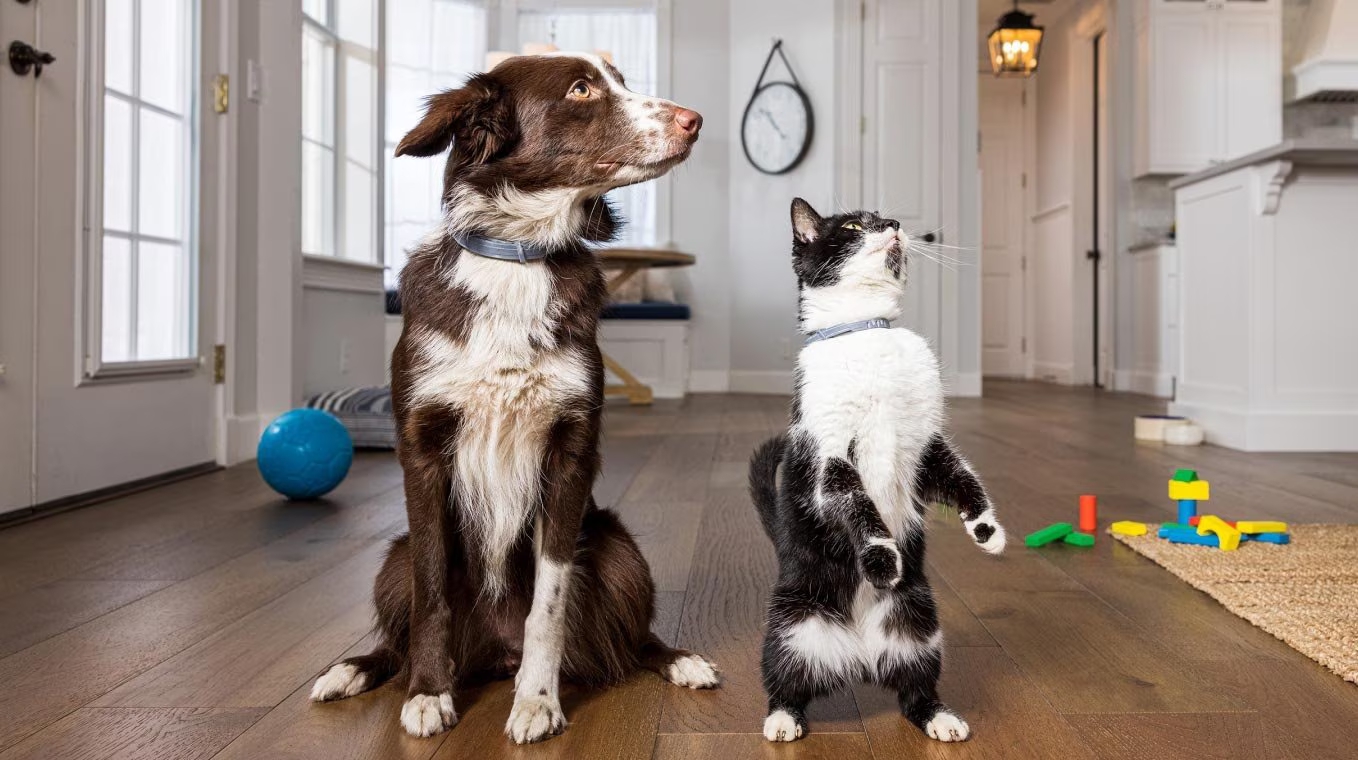 Gato y perro juntos - Protección para todos los animales