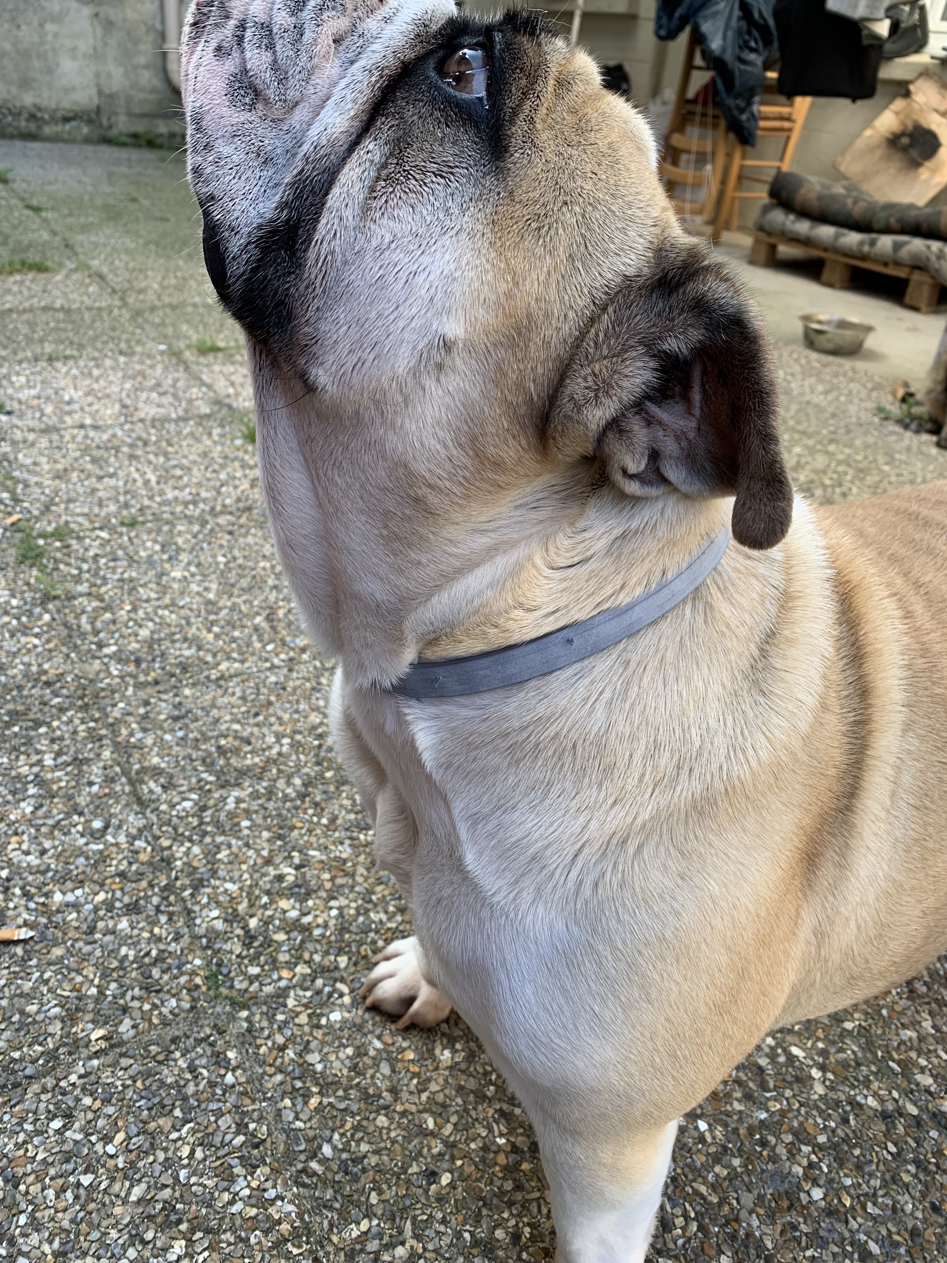 Opinión de cliente Seresto 14