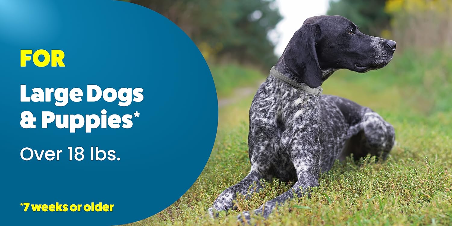 Perro al aire libre - Protección contra parásitos